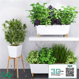 Spicy herbs for the kitchen in ceramic pots